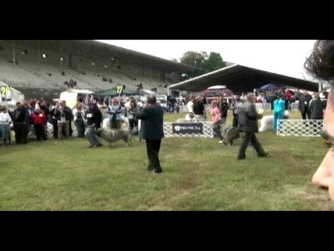 Karakan club show, Hungary 2008 part 1
