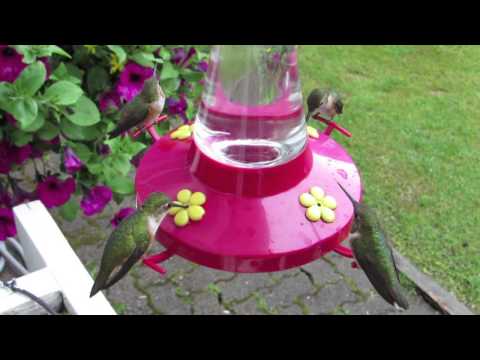 Hummingbird Frenzy in North Vancouver