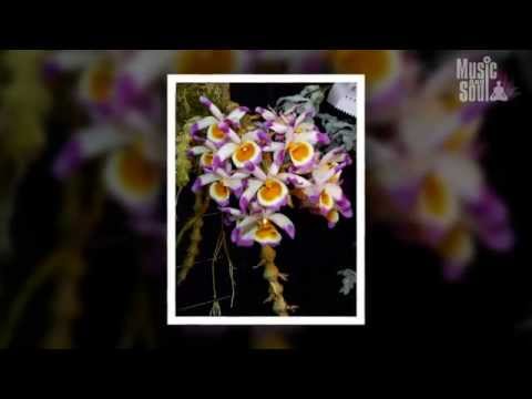 Padmasambhava - Anael & Bradfield (Nhạc Phật).