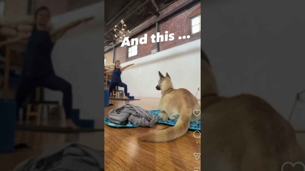 Enlarge Maggy, a Adopted mixed breed in Los Angeles, CA video 6/6