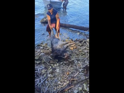 All-in-One Pig Hunting & Fishing Trip with My Boys | Pork for BBQ & Fish for Raw Fish