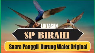 Download lagu Suara Panggil Walet Birahi  II  Swiflet sex sound calling mp3