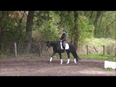 FÜRSTENDIEB 5j. v. Fürst Belissaro - Herzensdieb -for sale-