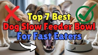 Top 7 Best Dog Slow Feeder Bowl For Fast Eaters Review (Hidd