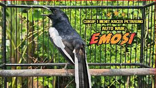 Download lagu Suara Burung Kacer Bikin Lawan Emosi Gacor, Pancingan Kacer Agar Cepat Emosi Gacor mp3 Download lagu Suara Burung Kacer Bikin Lawan Emosi Gacor, Pancingan Kacer Agar Cepat Emosi Gacor mp3