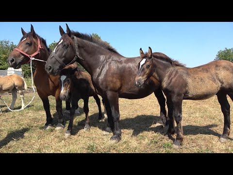 Caii lui Marius de la Craidorolt, Satu Mare - 2021 Nou!!!