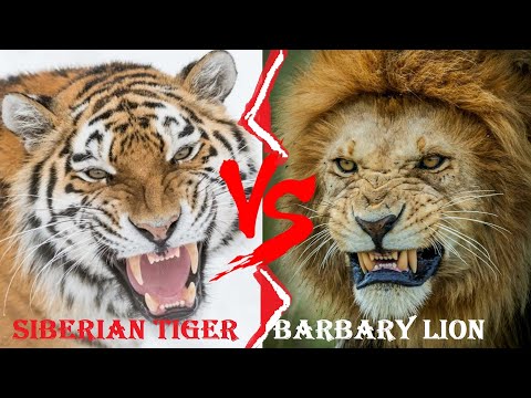 Barbary Lion VS Siberian Tiger - Barbary Lion VS Siberian Tiger Who Would Win