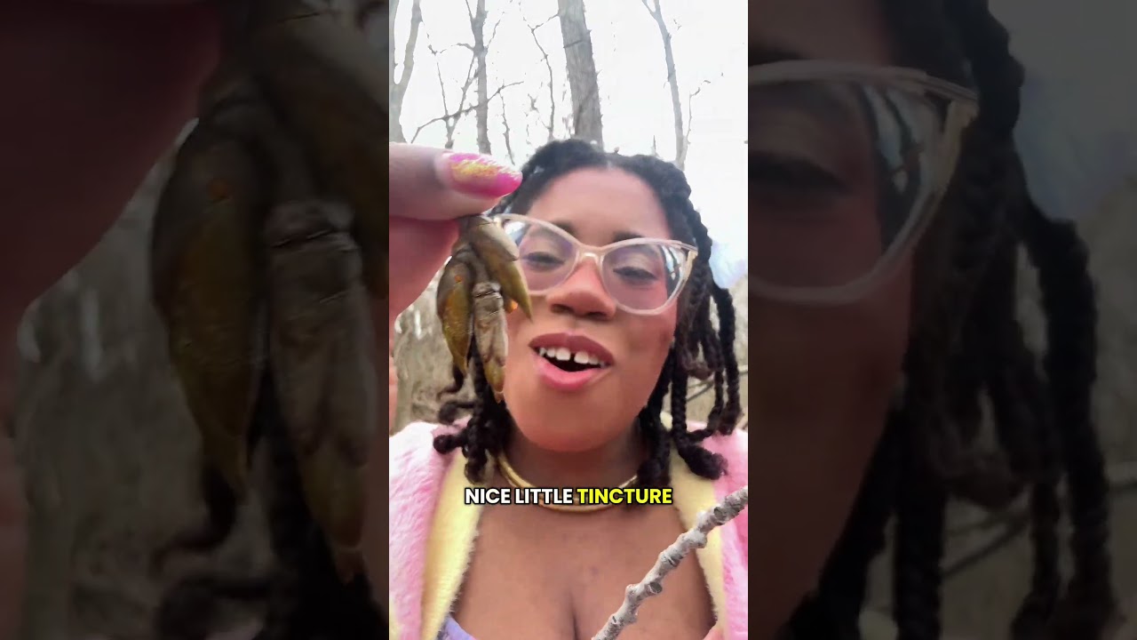 Tree Bud Pain Meds! (Cottonwoods are cool!)