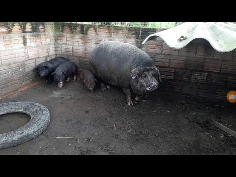 Engordando porco para o abate