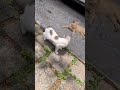 Female Cat In Heat Attracts Male Cat