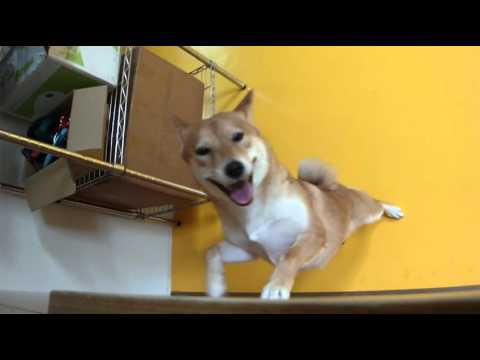 Otaku 你也太皮了吧!! 好臂力!!(原發表者:Otaku&比魯家)(影片)