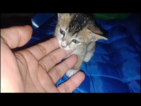 Abandoned Kitten, Abandoned by Mother - Tell us How to Take Care of it