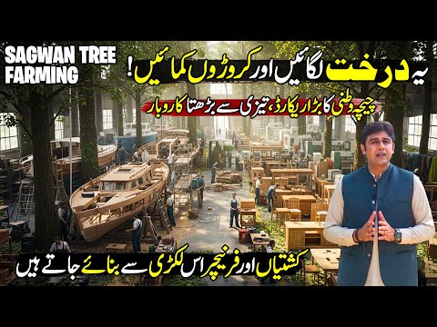 Sagwan Tree Farming | Worlds Best Boats & Furniture Manufacturing From Sagwan | Kissan Ka Pakistan