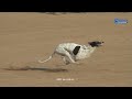 Khargosh Ka Shikar Greyhound Vs Hare Race Rabbit Race Hare Vs Hunting Dog Galgo Vs Liebre