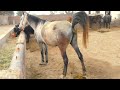 Horse Poop Horse Video