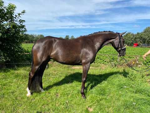Poppings Carola (SPOEKEDAMMETJE’S NICK x ELSHOFS OTTO) - Video 4 video thumbnail