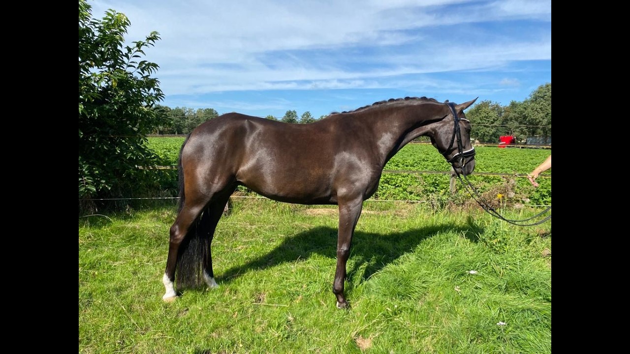Poppings Carola (SPOEKEDAMMETJE’S NICK x ELSHOFS OTTO) video 2