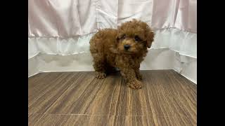 トイプードルの動画01
