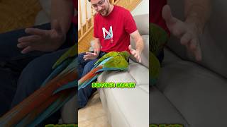 This is What a Buffon's Macaw Looks Like!