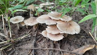 บุกป่าเก็บเห็ดโคน! เห็ดปลวกหายาก อร่อยล้ำจากธรรมชาติ Foraging Termite Mushrooms