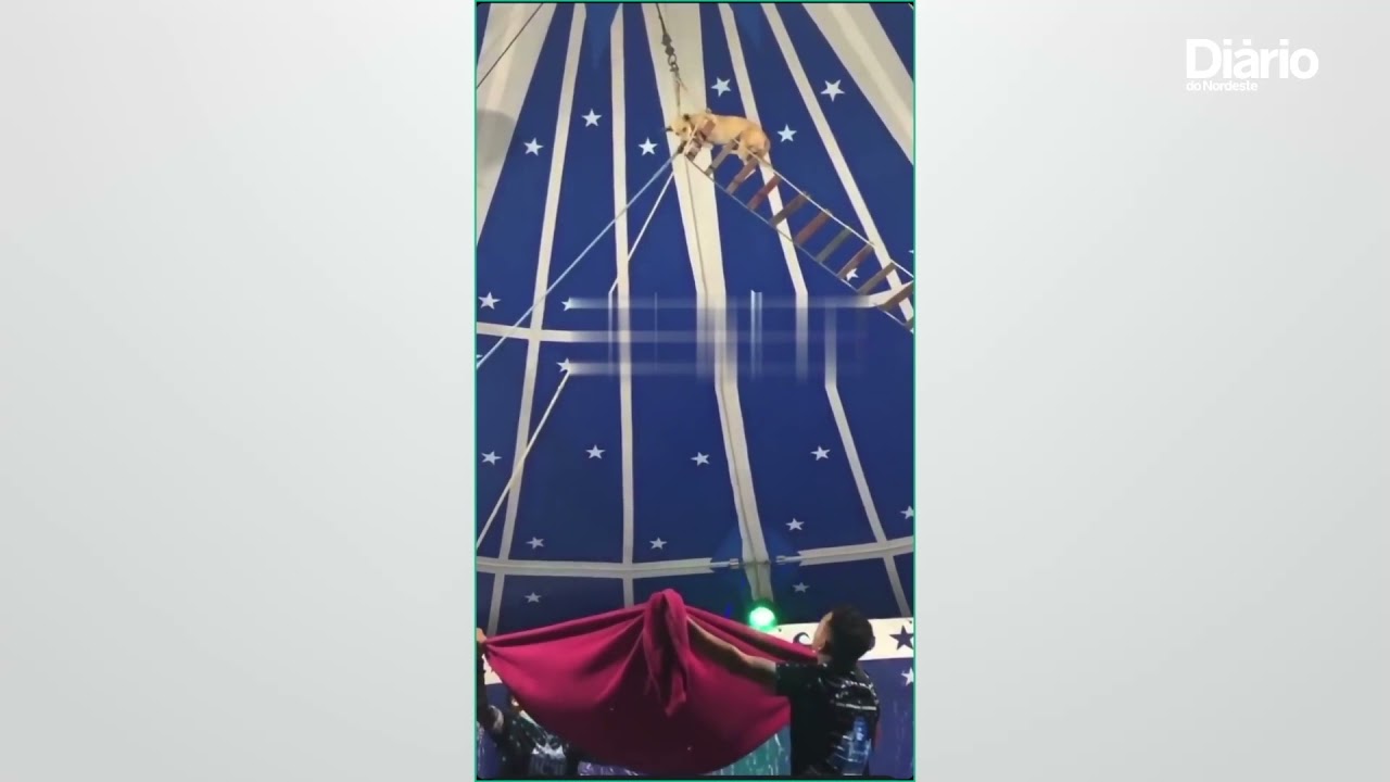 Imagem da notícia Prefeitura notifica circo em Granja após repercussão de vídeo com apresentação de cachorro