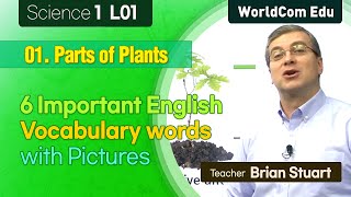 6  Important English Vocabulary Words with pictures  I  Science 1. L01. Parts of Plants Words