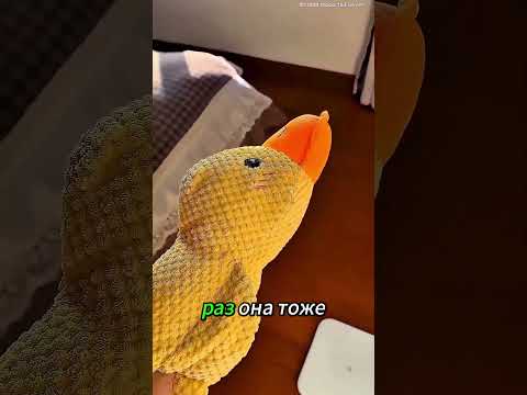 Он думал, что сходит с ума… Но его собака действительно вернулась! 😱🐶