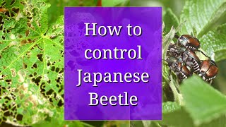 How to Control Japanese Beetle