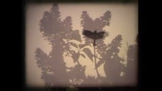 Manu Mikus Straume &amp; Alise Joste - pankūkas