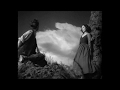 salvia palth - dream