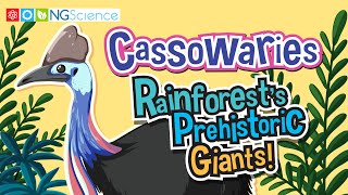 Cassowaries – Rainforest's Prehistoric Giants!
