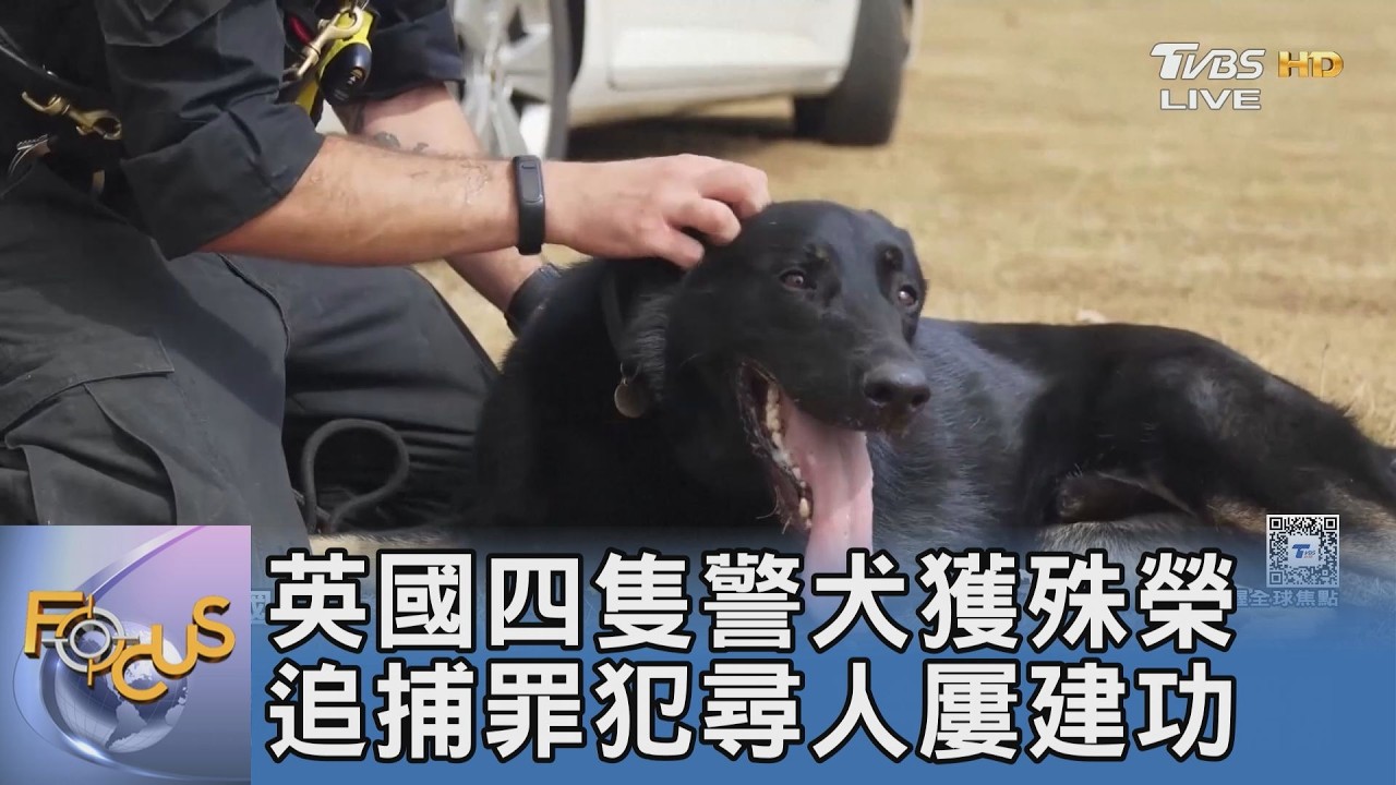 拿命換治安！英國4英雄警犬獲殊榮 昂貴醫療費拋出「退役保障」新課題
