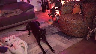 Loni & Bunny being greyhounds
