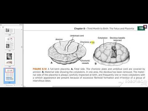 Chorion Decidua Placenta 11