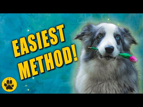 How To Teach Dog To Hold Something in Mouth