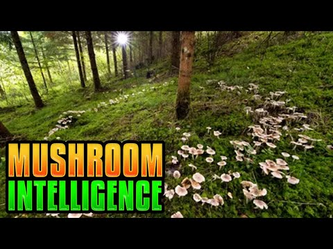 The Origin and Intelligence of Mushrooms