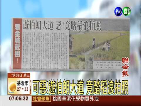 可惡!遊伯朗大道 竟踏稻浪拍照