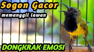 Download lagu SOGON TROTOL GACOR EMOSI LANGSUNG NGLEPER DENGAR PANCINGAN BURUNG SOGON GACOR INI DN MASTERAN SOGON mp3