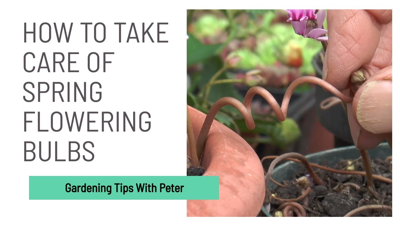 How to Take Care of Spring Flowering Bulbs