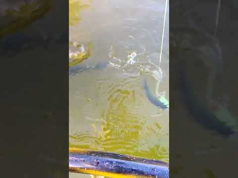 O PERIGO ESTÁ NA ÁGUA! #perigo