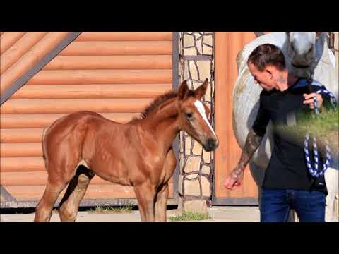 Bonny Star ST filly by Baloutaire PS - World Way - Clinton