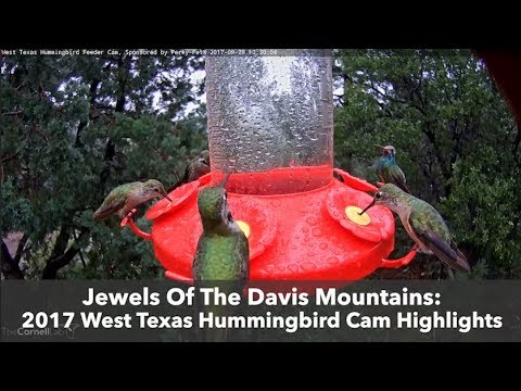Jewels Of The Davis Mountains: 2017 West Texas Hummingbird Cam Highlights