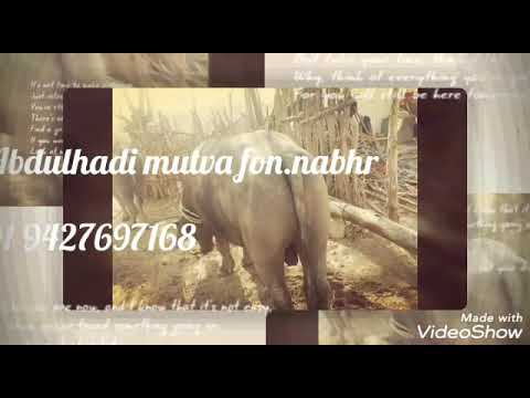 Sendhi song jekar hoys dhari