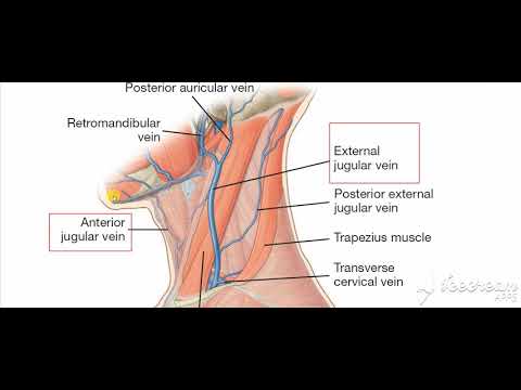Exrernal jugular vein 1