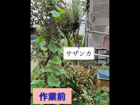 メキシコオレンジの木をどこに置く？それが十分に繁栄するのに最適な場所はどこですか？  庭園