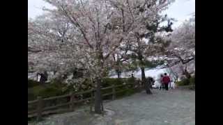 preview picture of video 'sakura rain @ wakayama castle'