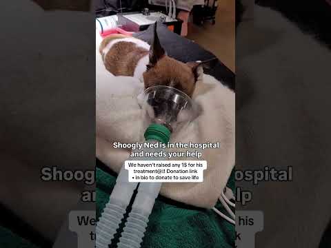 Can you help our rescue dogs⁉️🥺Link in our bio🫶 #amazon #rescuedog #chihuahua #shelter #florida