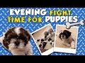 Evening Fight Time For Puppies | Mr Makapa