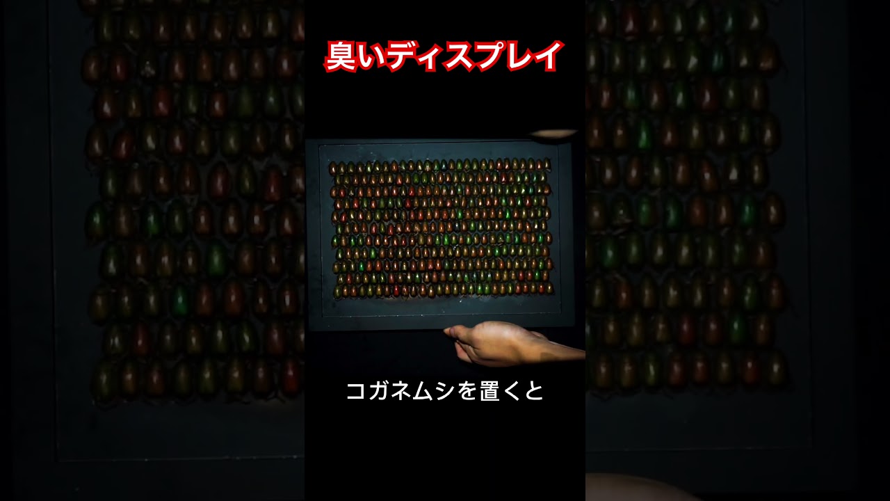 臭いコガネムシディスプレイ