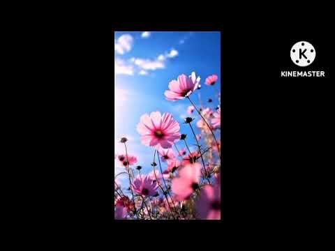 sundor ful #flowers #művész #song #normal #natrajeventsnellore9908406670 #flowers 